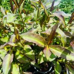 Flox metlinatý (Phlox paniculata) ´SWEET SUMMER DREAM’® - kont. C1,5L